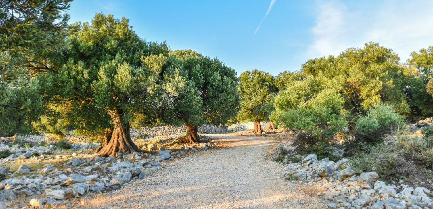 inner oleastro olive park
